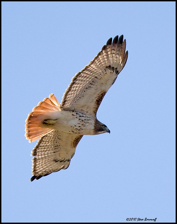 _0SB0512 red-tailed hawk.jpg